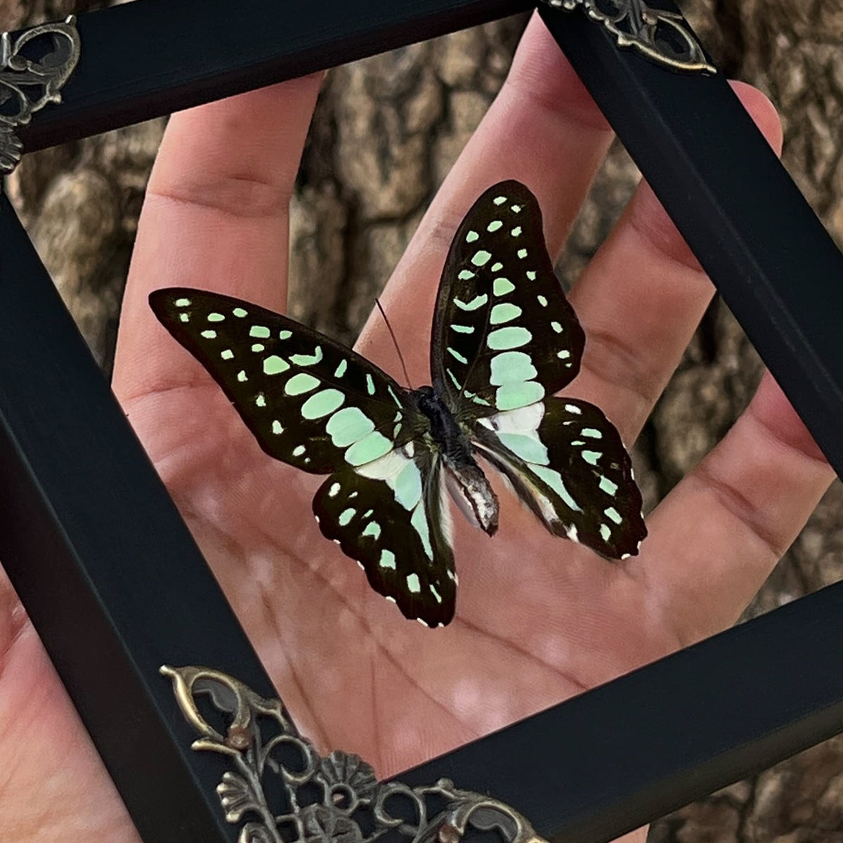 Real Framed Butterfly Gifts for Women Entomology Insect Dried Shadow Box Taxidermy Specimen Display Oddities Curiousities Tabletop Wall Hanging Home Decor K12-11-KINH