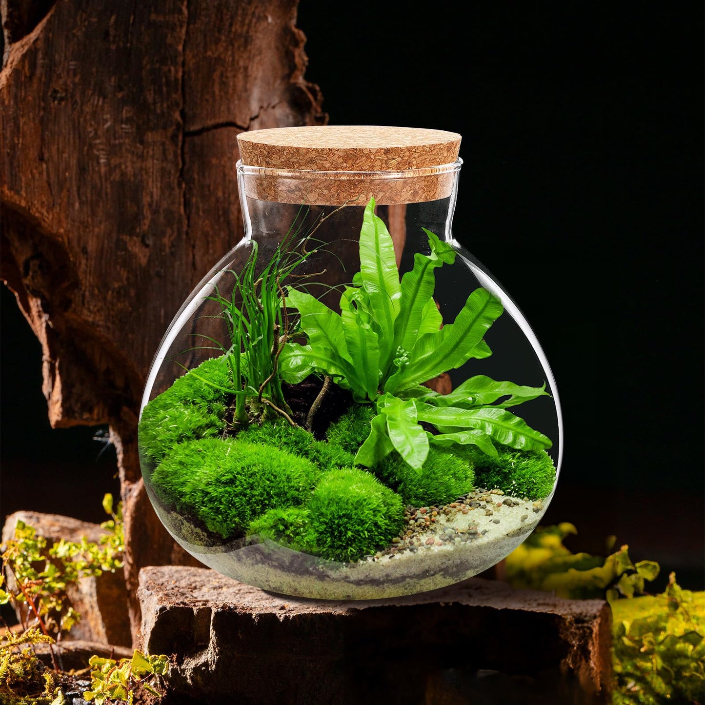 NUOBESTY Glass Terrarium Jar with Cork Lid, 6x6.3 Inch Closed Terrarium for Succulent Moss and Fern, DIY Miniature Desktop Garden for Home & Office Decor (No Plants)